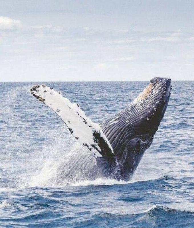 Sogni di osservare le balene in Canada? Ecco tre posti dove andare a vederli