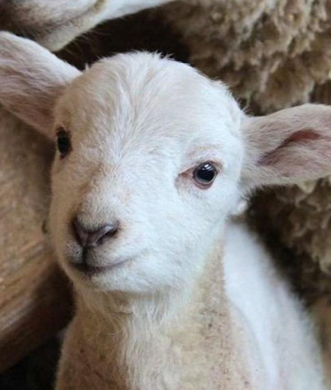 Villars-sur-Glâne: degli sconosciuti uccidono un agnello