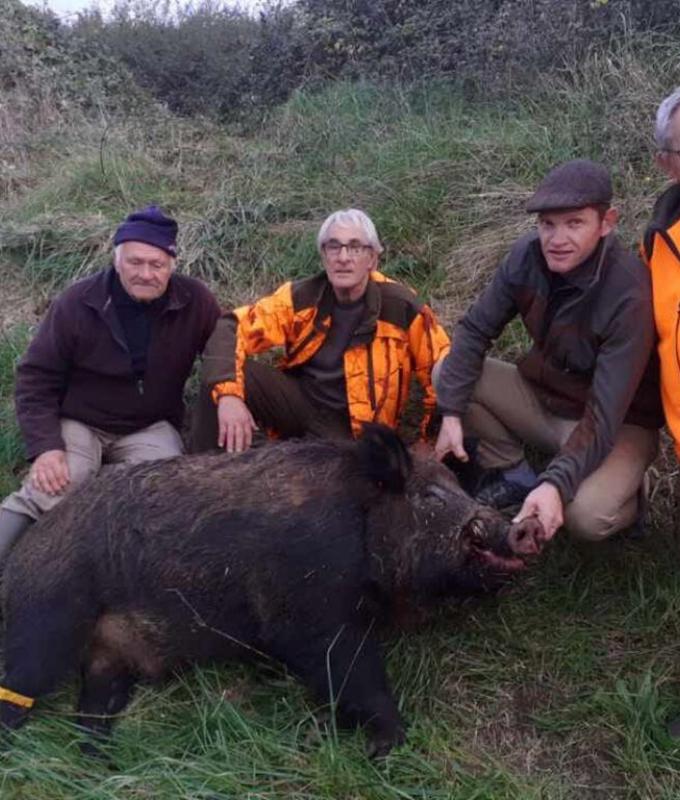 Un cinghiale di 205 chili nella Charente Maritime