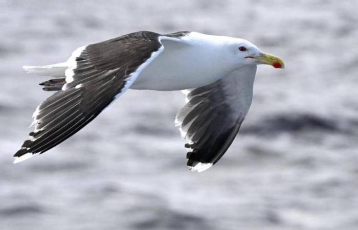 Nella Côtes-d’Armor, scoperti morti due nuovi volatili portatori dell’influenza aviaria