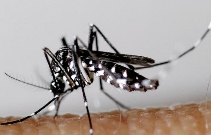 Un’operazione di controllo delle zanzare nel centro della città di Millau a causa di casi di dengue, chikungunya o Zika