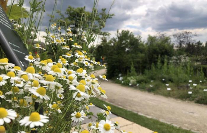 Scopri il Paris Sentinel Pollinarium, un luogo unico per convivere meglio con le allergie ai pollini
