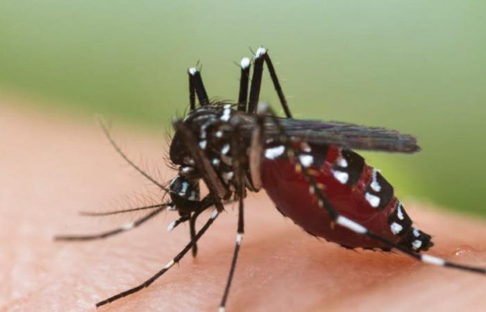 Salute. Aumento dei casi di dengue in Francia e UE: dobbiamo temere l’epidemia?