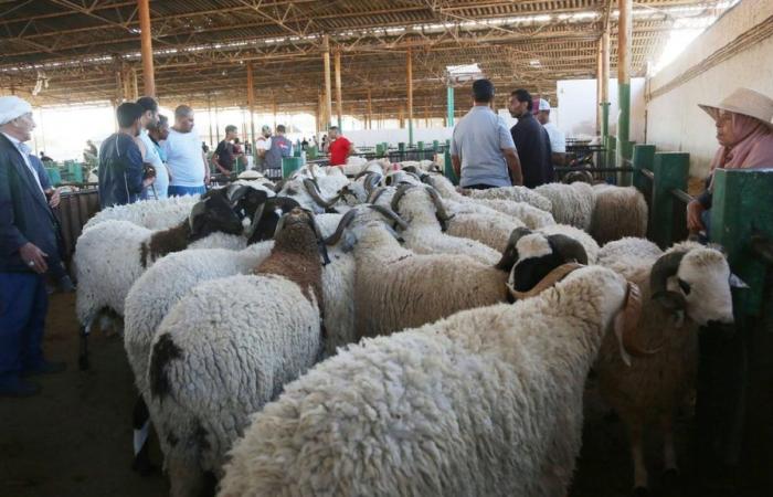 A Tunisi i mercati al momento delle trattative finali sul prezzo della pecora Eid