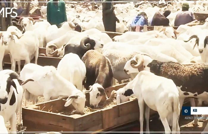 SENEGAL-TABASKI-POINT / A meno di quattro giorni da Tabaski, 25mila pecore in più rispetto al 2023 nel dipartimento di Mbour (servizio bestiame) – Agenzia di stampa senegalese