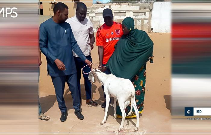SENEGAL-SOCIETE / La ONG Direct Aid Society offre pecore Tabaski a 110 famiglie nella regione di Dakar – Agenzia di stampa senegalese
