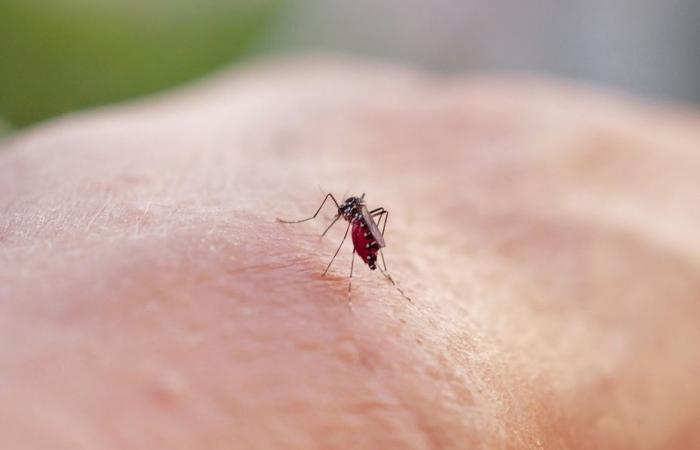 “La zanzara tigre ha un impatto sulla tua vita quotidiana?” Lanciato un questionario per scoprire come i cittadini gestiscono l’insetto