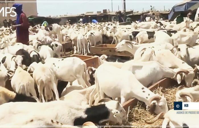 SENEGAL-TABASKI-POINT / A meno di quattro giorni da Tabaski, 25mila pecore in più rispetto al 2023 nel dipartimento di Mbour (servizio bestiame) – Agenzia di stampa senegalese