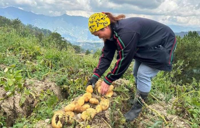 Gli agricoltori filippini osservano l’industria delle patate di PEI