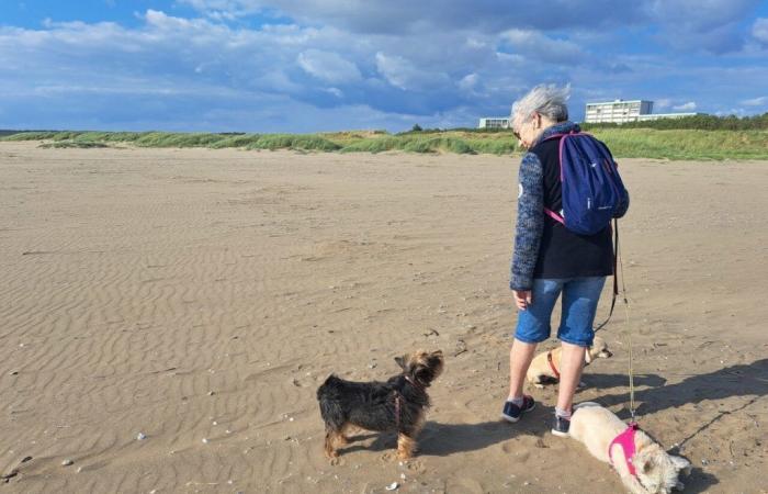 Loira Atlantica: perché i cani non sono ammessi sulle spiagge (quasi tutte) in estate