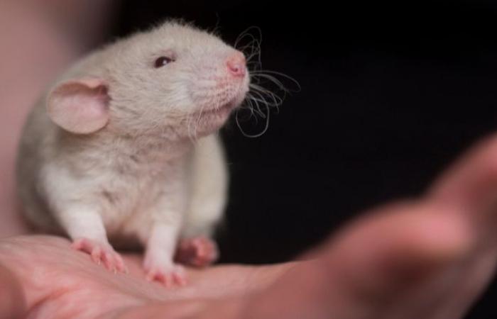 Cos’è questa storia di una molecola che aiuta a proteggere i topi dalle malattie?