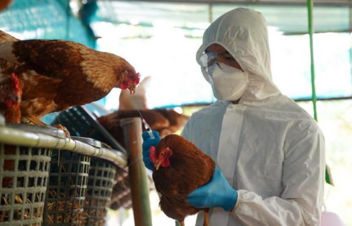 Influenza aviaria. Una prima morte umana a causa del ceppo H5N2: dobbiamo preoccuparci?