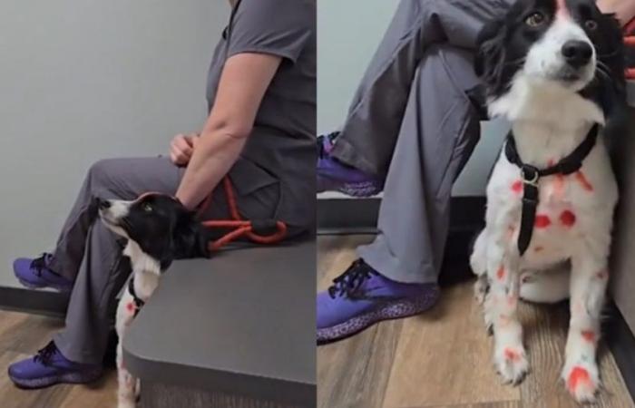 Un veterinario usa l’umorismo e una parrucca per aiutare il cane a superare la paura degli uomini (video)
