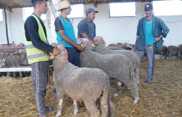 Eid Al-Adha: ecco i prezzi delle pecore spagnole a Tit Mellil