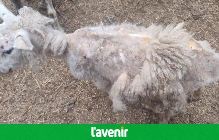Sequestro di oltre 500 pecore in una fattoria a Enghien ieri sera: “Condizioni di detenzione indicibili”