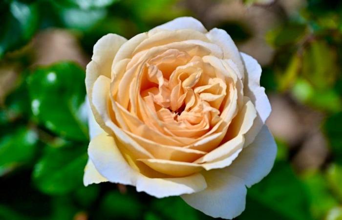 Vaud: La rosa dorata di Nyon è di colore vaniglia