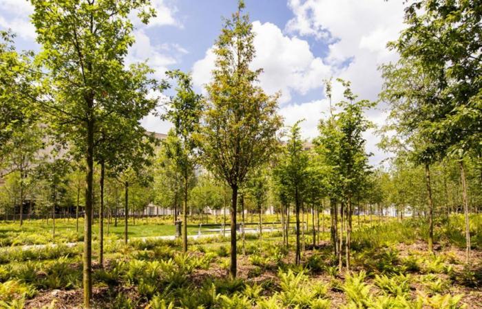 Piano climatico: Parigi inaugura la sua prima foresta urbana