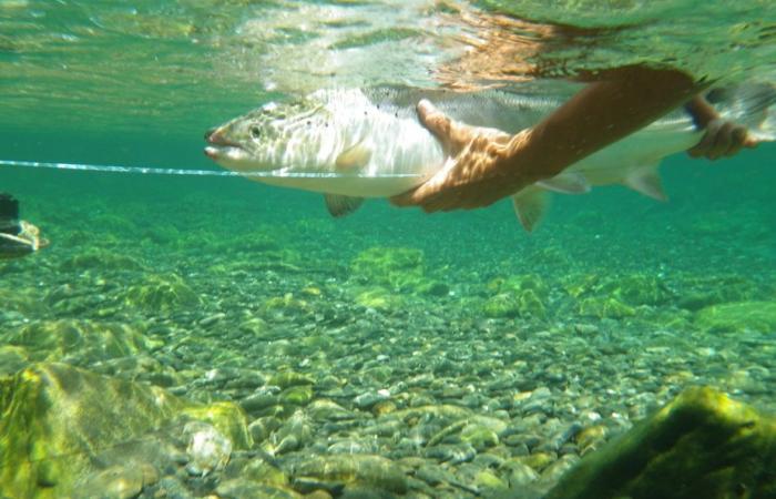 Pesca al salmone nella Gaspésie | I Nets metteranno pressione sul Quebec