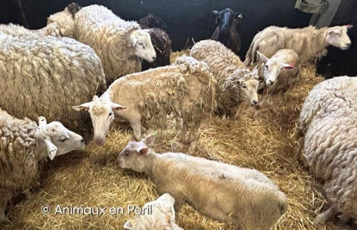 “Una situazione davvero catastrofica”: 500 animali scoperti in “condizioni disastrose” in una fattoria di Enghien