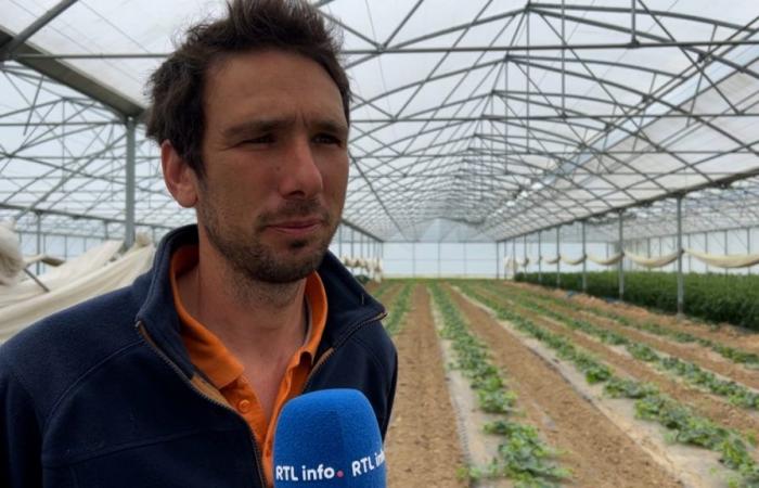 “Lo facciamo da più di dieci anni”: c’è il melone belga… e anche vallone, incontro con l’azienda agricola Goyet, leader nella produzione