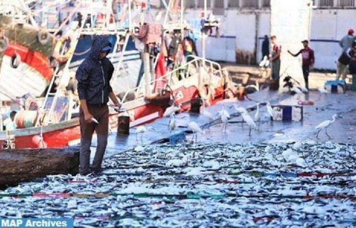 Porto di Mehdia: calo del 33% negli sbarchi della pesca costiera e artigianale a fine maggio (ONP)