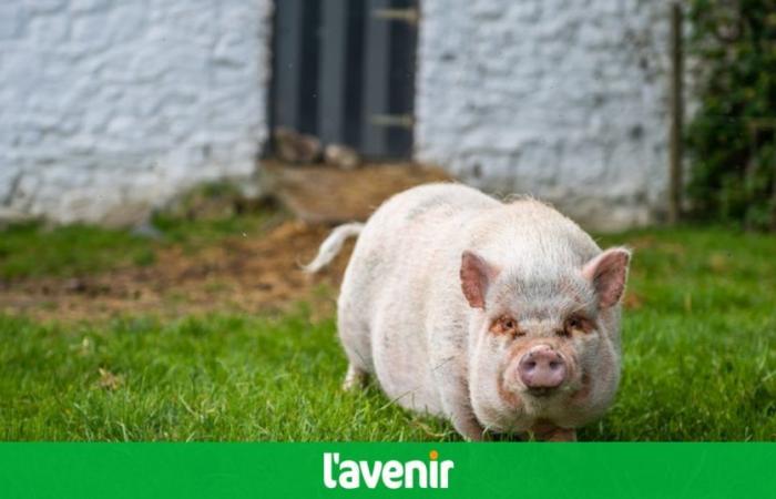 Scopri il pronostico del maiale Mimi prima di Belgio-Slovacchia