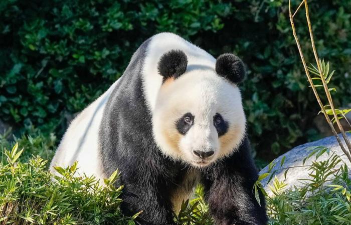 La Cina sostituirà due panda giganti prestati all’Australia