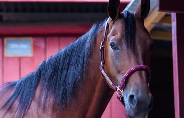 Normandia: decine di cavalli da corsa muoiono nell’incendio di un allevamento