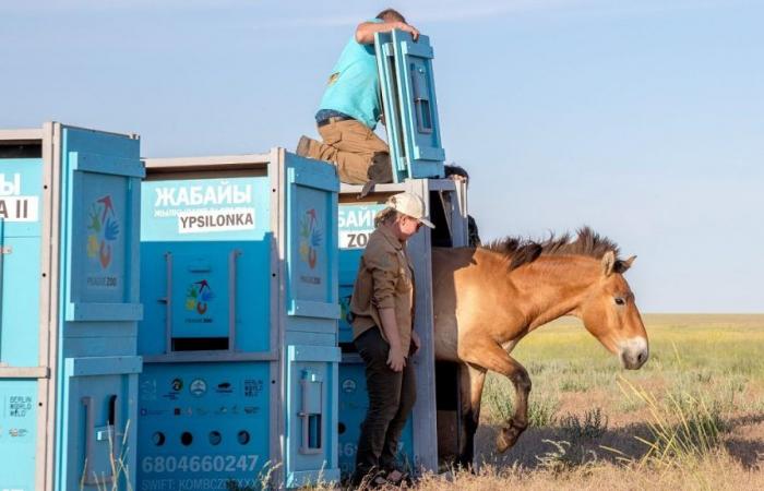 Rari cavalli selvaggi tornano nella steppa dorata del Kazakistan dopo essere stati salvati dall’estinzione