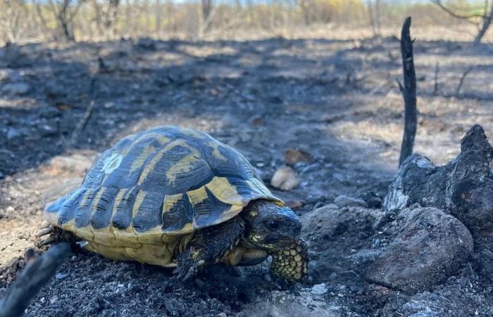 VIDEO. Dopo l’incendio di Vidauban nel Var, dobbiamo salvare le tartarughe di Hermann