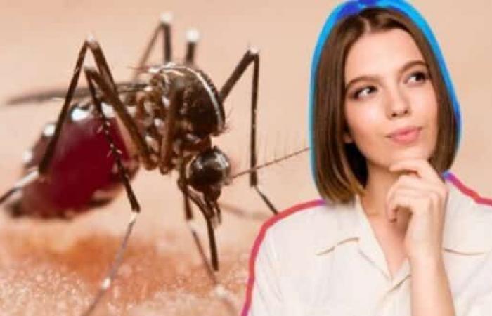 Il trucco più efficace per eliminare le zanzare senza pericolosi insetticidi