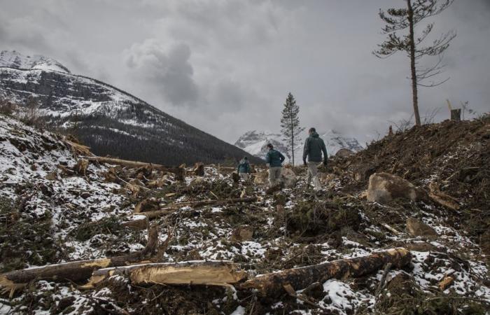 Incendi boschivi | Taglialegna a Banff per salvare il parco nazionale