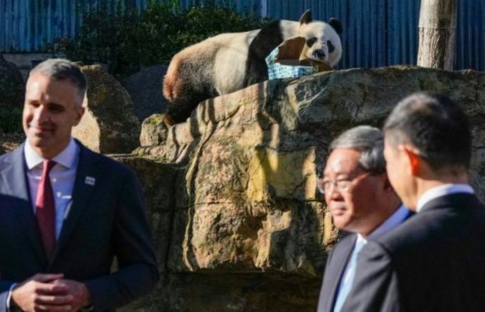 Attraverso la “diplomazia del panda”, il primo ministro cinese suggella il rilancio dei rapporti con l’Australia: News