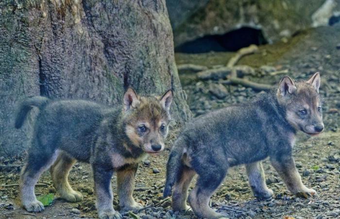 Morbihan: cuccioli di lupo nascono in un parco faunistico