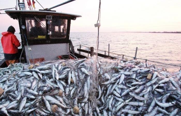 Morte di massa di pesci sulla costa di Sidi Ifni: indagini in corso