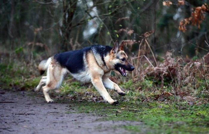 Vittima di un incidente con il suo padrone, un cane si comporta da eroe percorrendo più di 6 km per allertare la sua famiglia