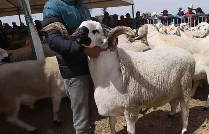 In Marocco, la carne al chilo sostituisce la carne di montone dell’Eid
