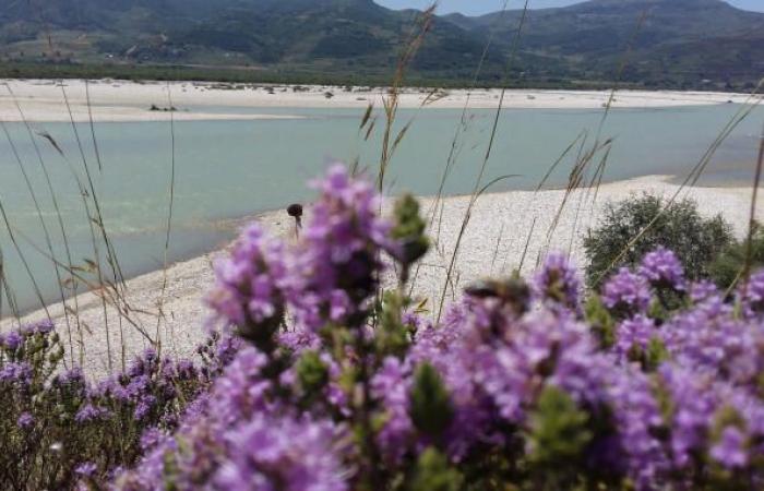 In Albania, “l’ultimo delta naturale d’Europa” minacciato dai progetti del genero di Donald Trump