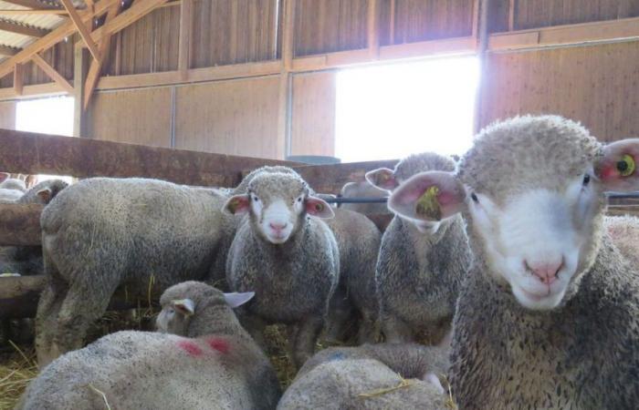 Oise: scoperto a Valois un mattatoio clandestino di pecore