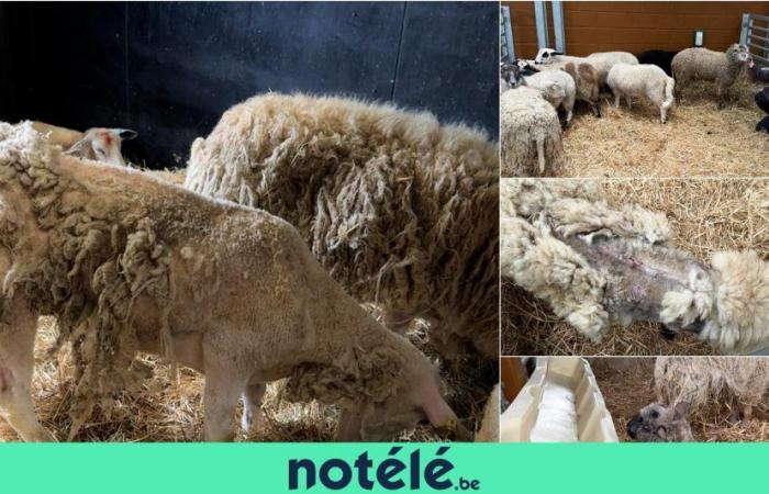 470 pecore sarebbero state macellate illegalmente per l’Eid-El-Kébir
