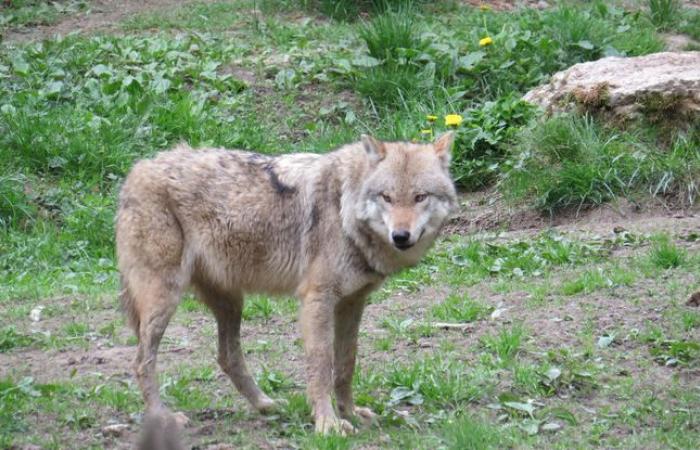 Un lupo ucciso da un cacciatore, più di 50 dall’inizio dell’anno in Francia