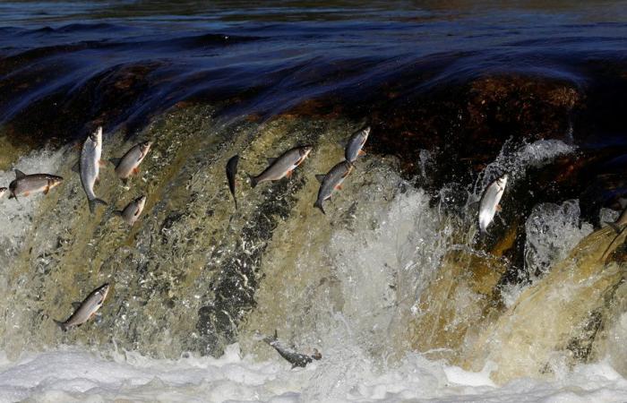 Pesci di fiume alimentati forzatamente con farmaci