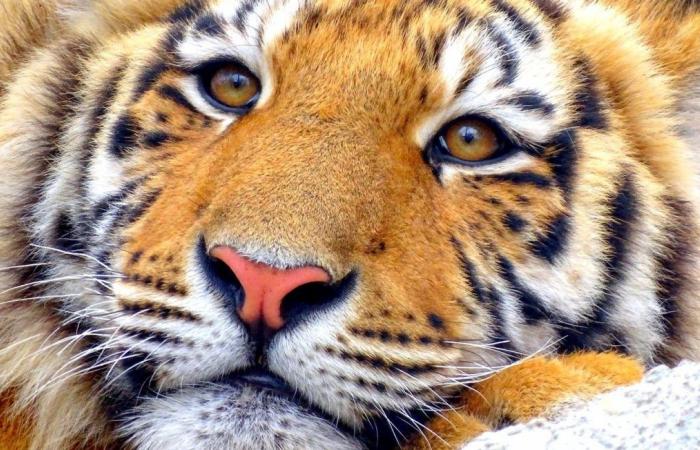 La tigre Mévy, uccisa nel 2017, avrà presto un luogo che porta il suo nome?