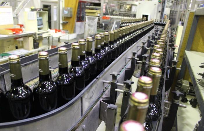 Debito dei viticoltori di Pinguente: “Ci sarà uno sradicamento, è inevitabile”
