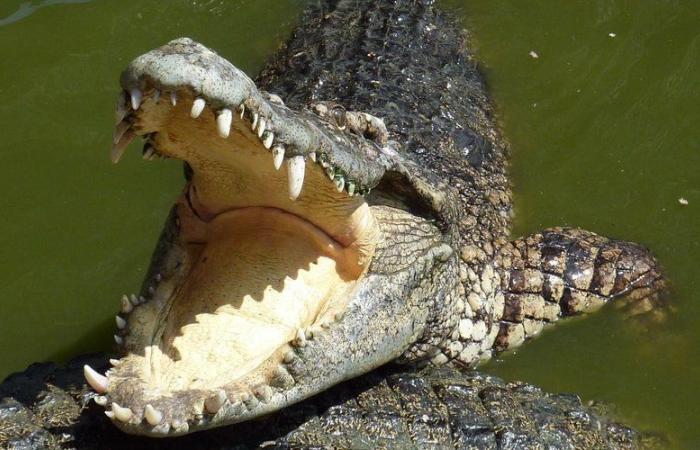 Aude: no, nel lago di Arques non vive un coccodrillo