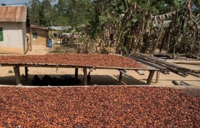 il regolatore è determinato a escludere gli intermediari dal commercio del cacao