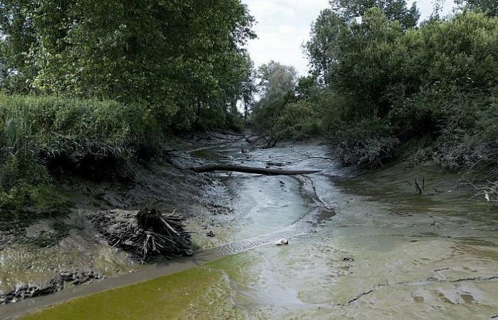 Come le Fiandre utilizzano la natura per prevenire inondazioni mortali