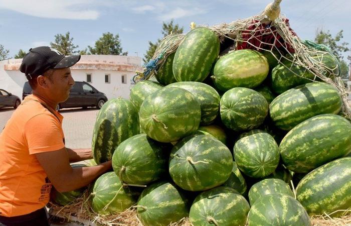 Ripercussioni economiche sulla produzione marocchina di meloni e angurie
