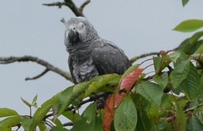 Video. “Chi può far sì che il mio pappagallo rimanga incastrato tra gli alberi… a Ruelle? »