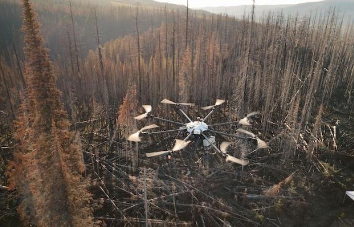 Droni come rinforzo per rimboschire una foresta bruciata in Quebec